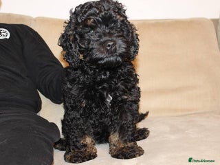 Cockapoo dogs Unique F1 Cockapoo Puppies - Advert 11