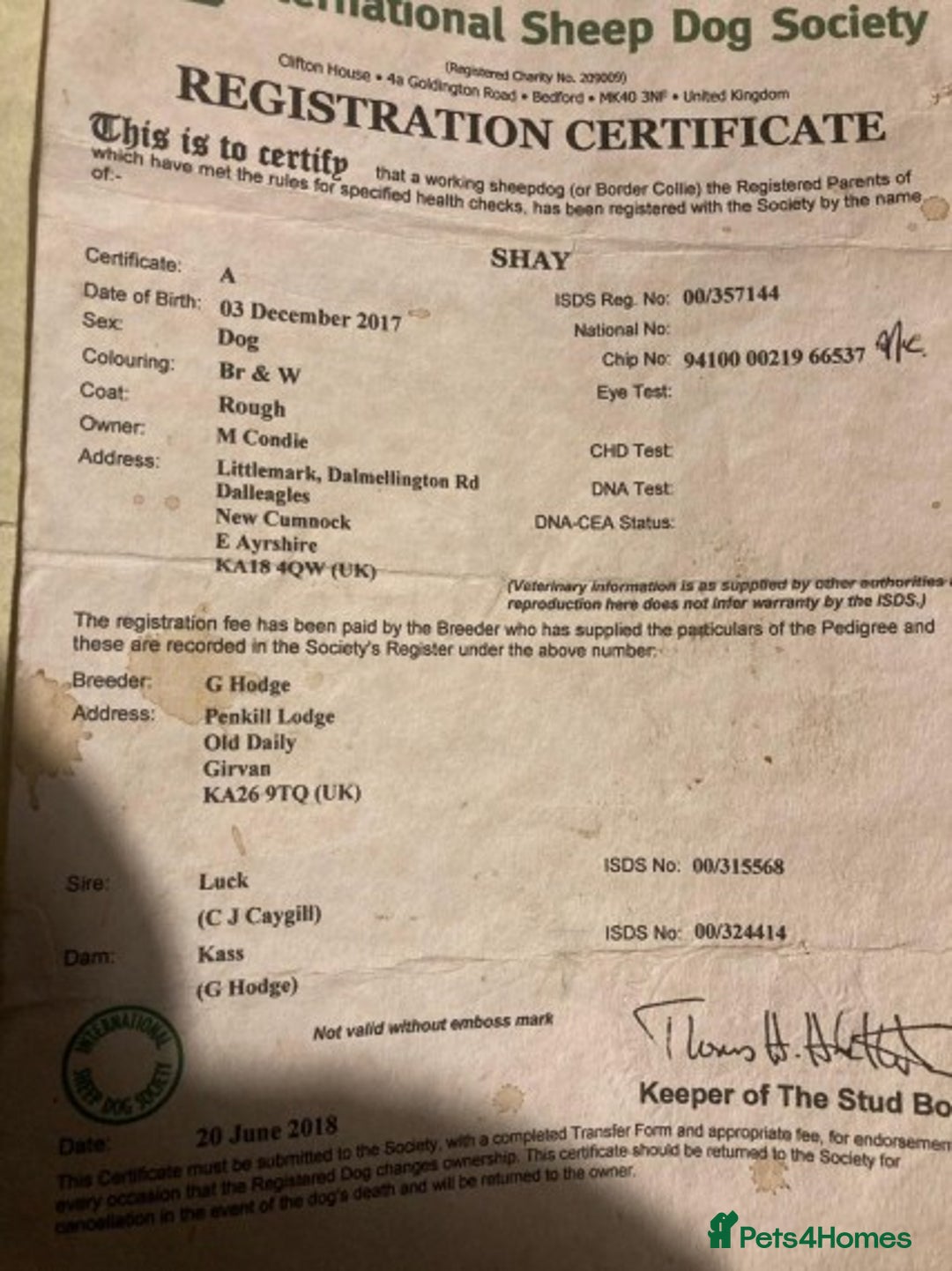 Border Collie dogs for stud: Stunning red working collie health tested proven in Dunblane - Image 4