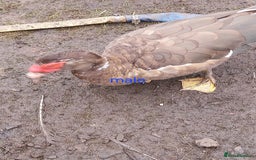 Ducks poultry for sale: Moscovy ducks for sale - Image 3