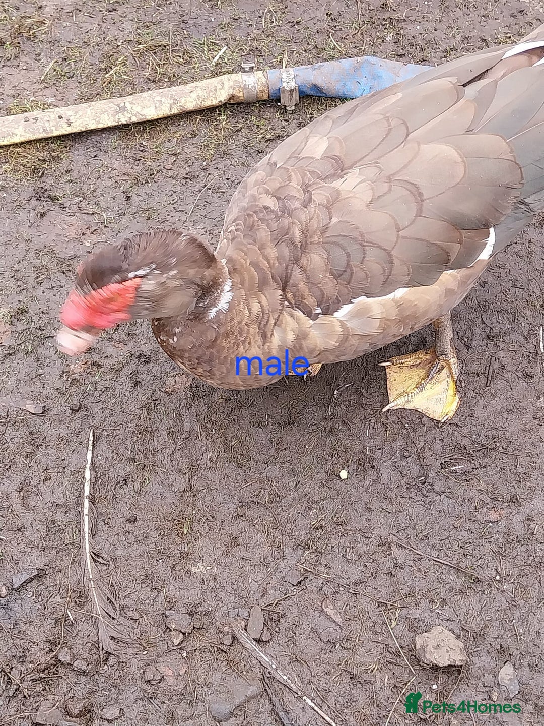 Ducks poultry for sale: Moscovy ducks for sale - Image 3