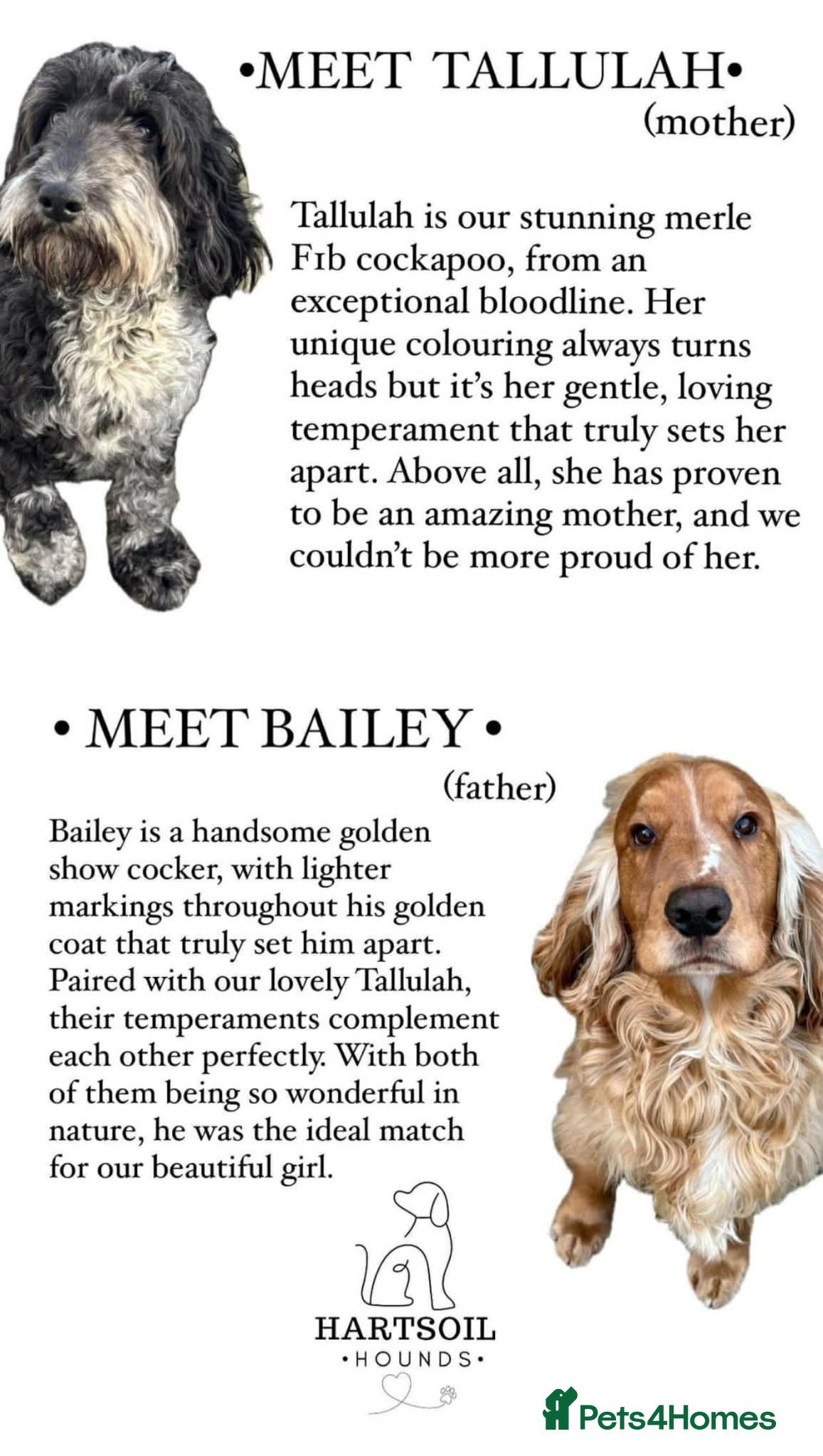 Cockapoo dogs 7 adorable F1b cockapoos stunning colours  - Advert 2