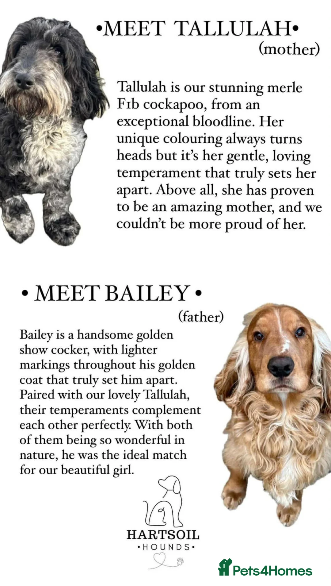 Cockapoo dogs for sale: 7 adorable F1b cockapoos stunning colours  - Advert 2