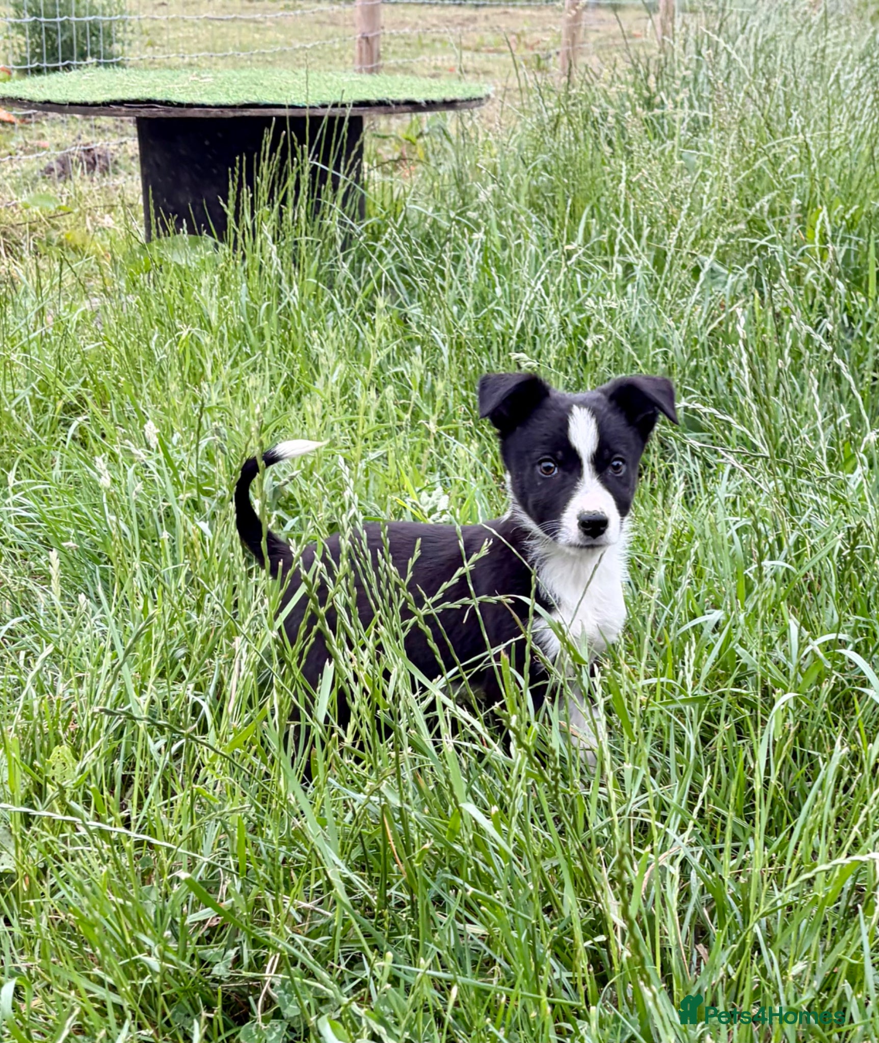 Border Collie dogs Border Collie Puppies Slate Blue & traditional. - Advert 7