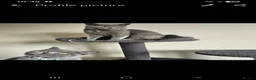 British Shorthair cats for sale: Luna and chunks must go together in *pairs* - Advert 1