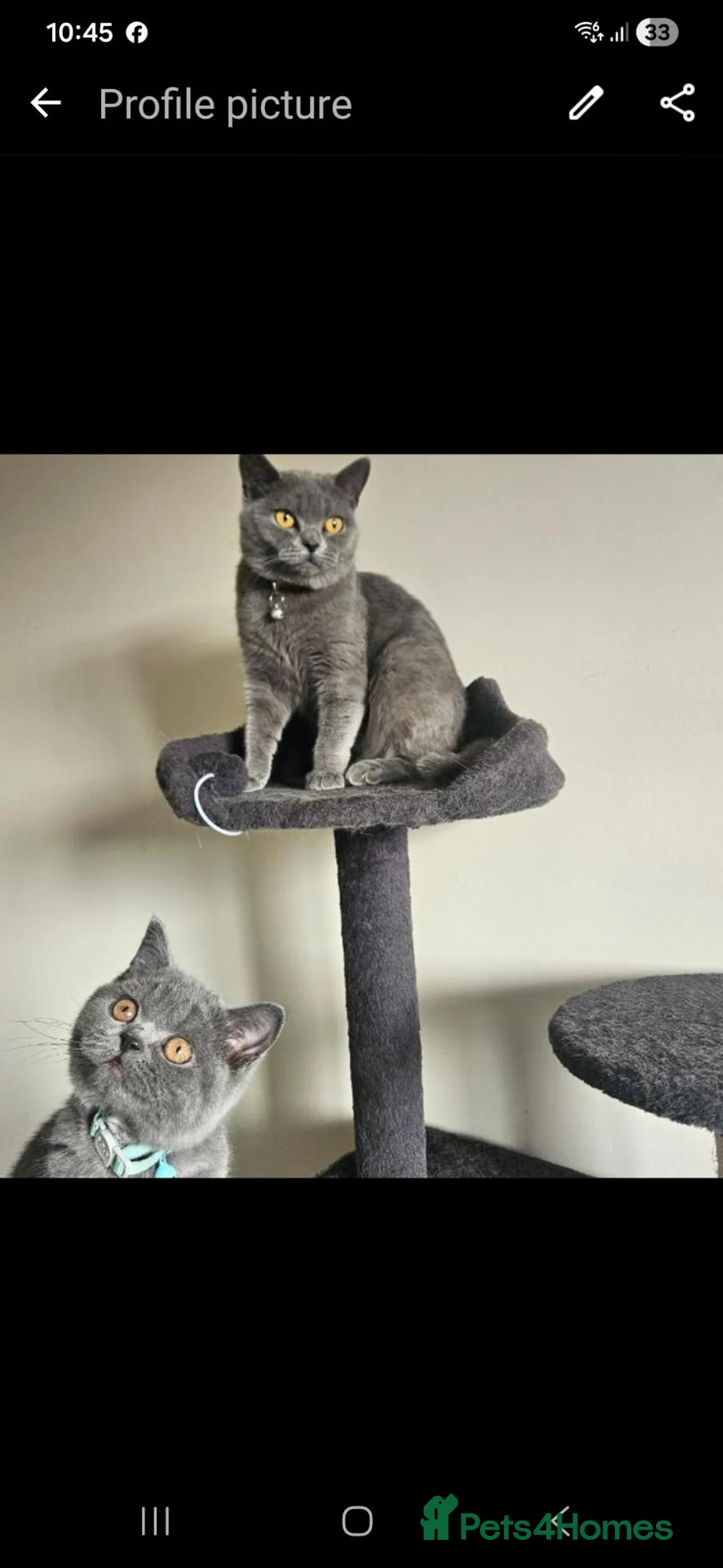 British Shorthair cats for sale: Luna and chunks must go together in *pairs* - Advert 1