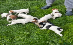 Jack Russell dogs for sale: Jack Russell puppies - Image 1