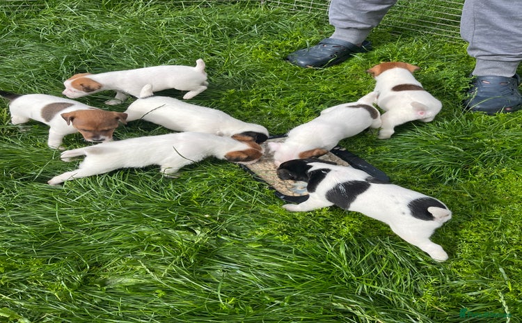 Jack Russell dogs - Advert 5