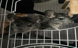 Chinchilla rodents for sale: Pair of female chinchillas looking for a new home - Image 9