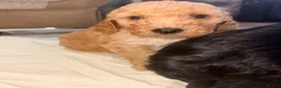 Cockapoo dogs for sale: 7 Beautiful F1 Cockapoo Puppies  - Advert 16