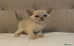 Burmese cats for sale: Exceptional Burmese Kittens  - Image 7