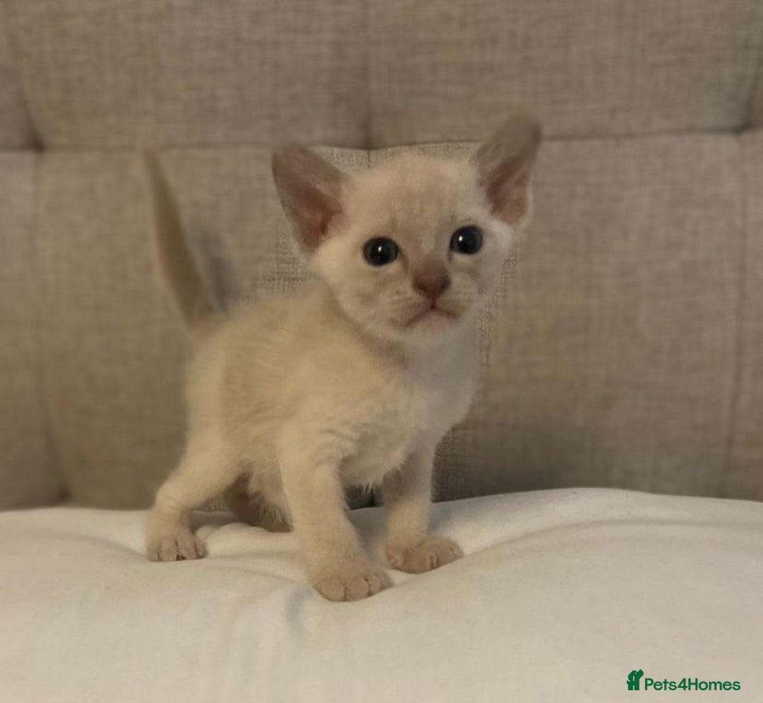 Burmese cats for sale: Exceptional Burmese Kittens  - Image 7