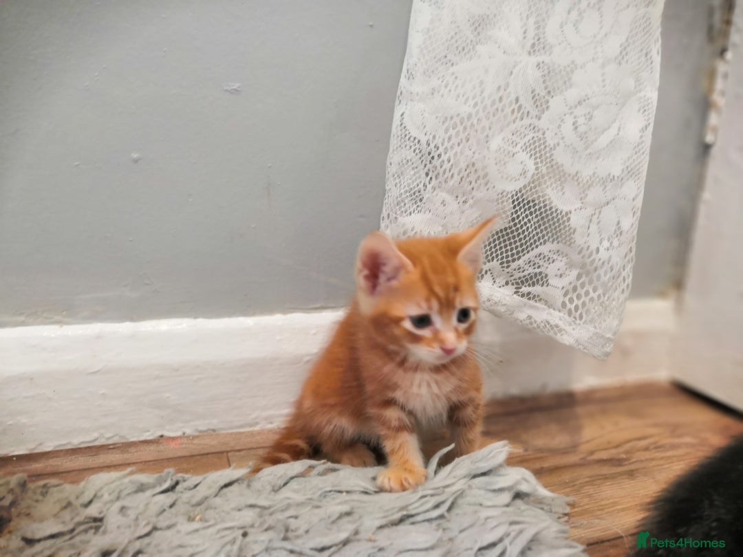 Mixed Breed cats for sale: Beautiful Male kittens VIDEOS - Image 4
