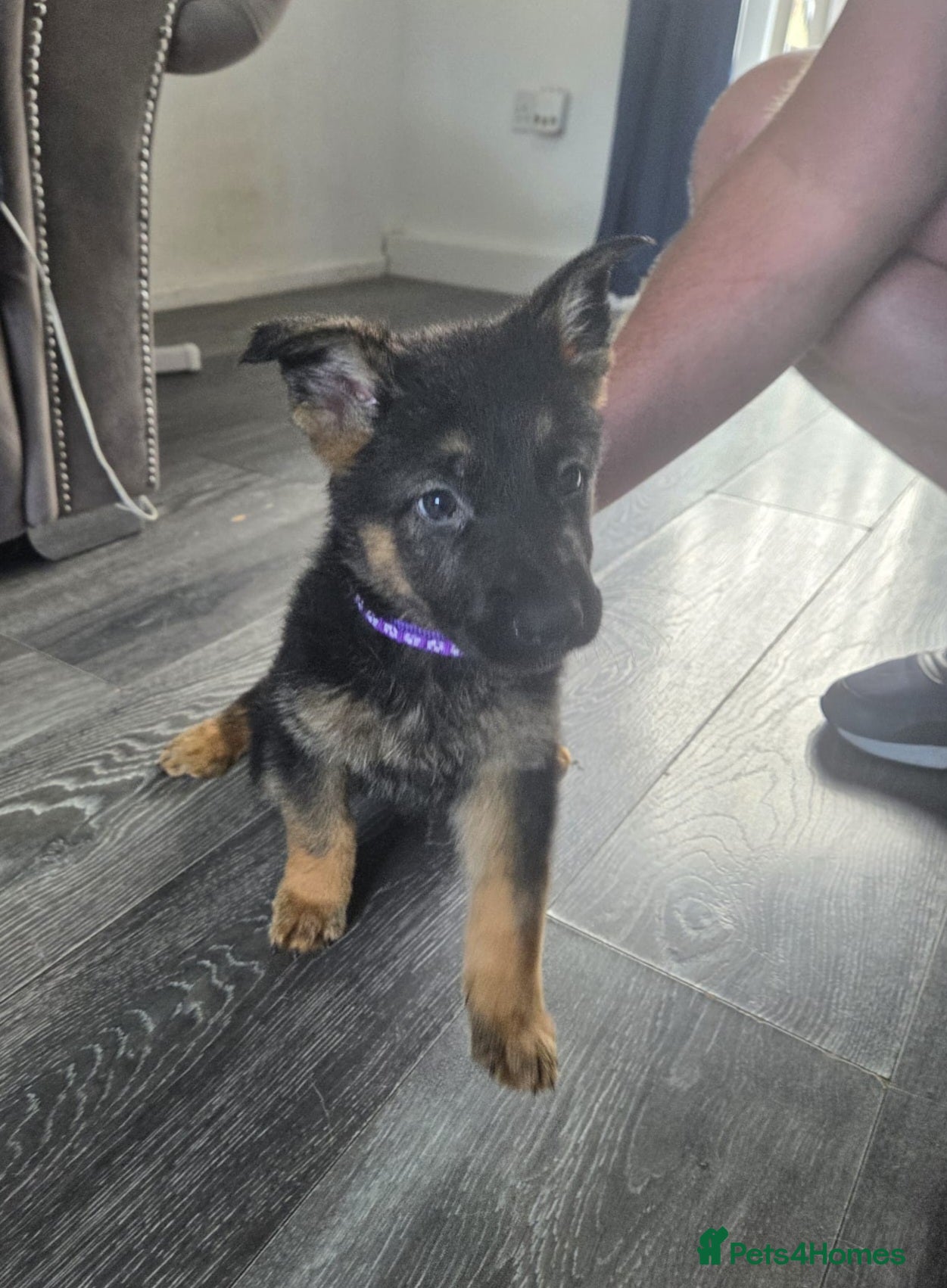 German Shepherd dogs German shepherd puppy's  - Advert 18