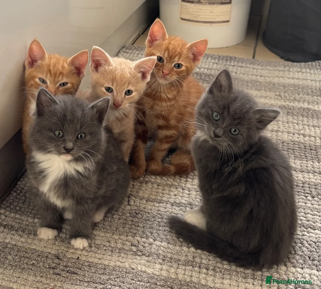 Mixed Breed cats for sale: Kittens for Sale  - Advert 1