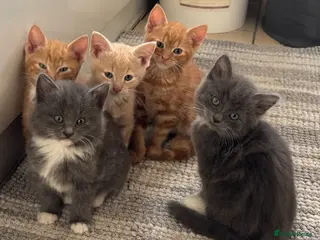 Mixed Breed cats Kittens for Sale - Advert 2