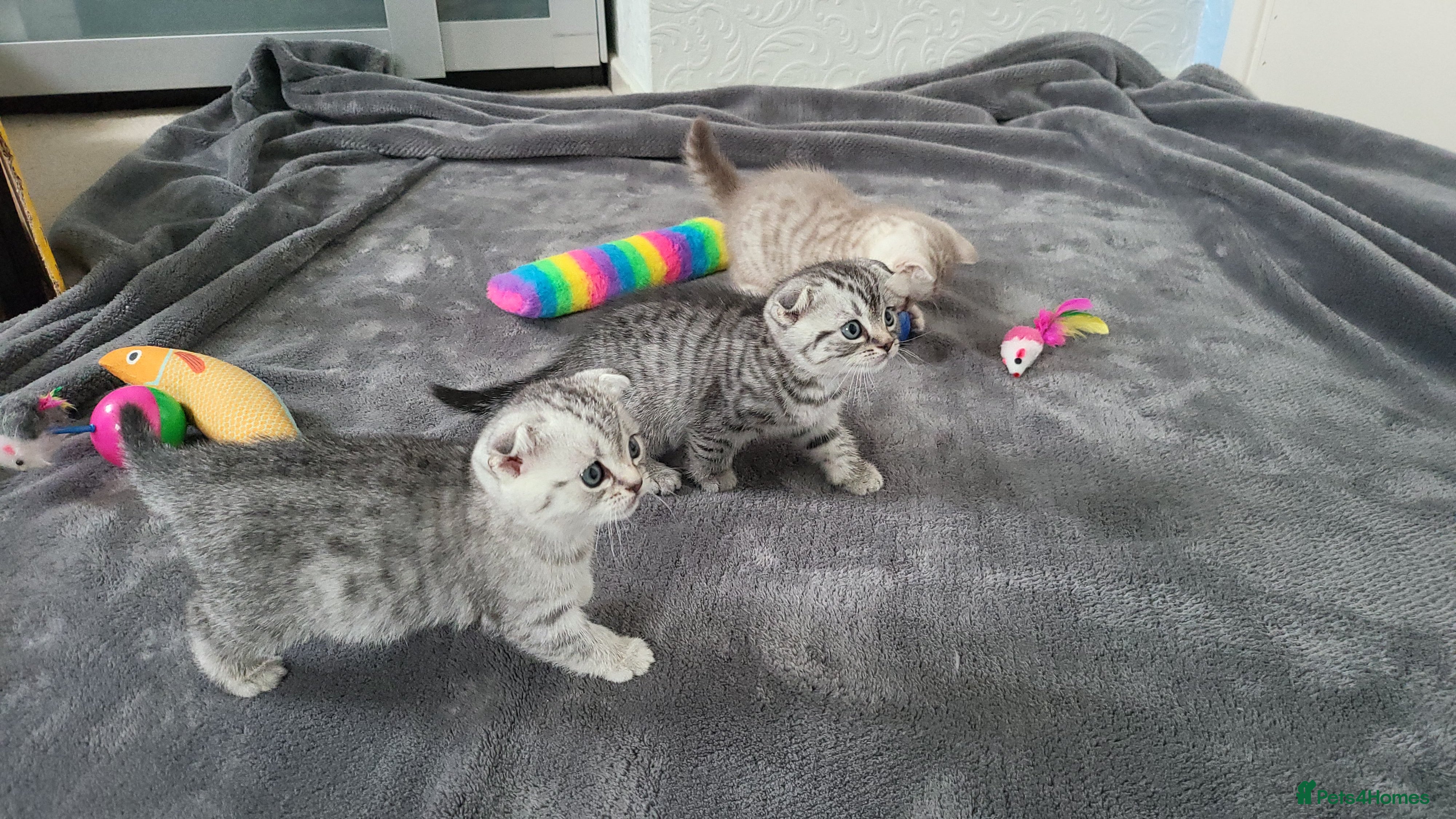 Scottish Fold cats Beautiful Scottish Fold Kittens - Advert 18