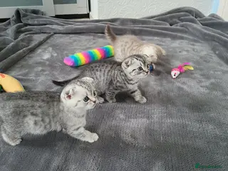 Scottish Fold cats Beautiful Scottish Fold Kittens - Advert 18