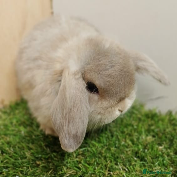 Mini Lop rabbits Mini Lop Baby Rabbits – Vaccinated  VHD Yurvac - Advert 3