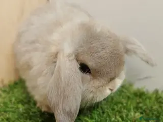 Mini Lop rabbits Mini Lop Baby Rabbits – Vaccinated VHD Yurvac - Advert 3