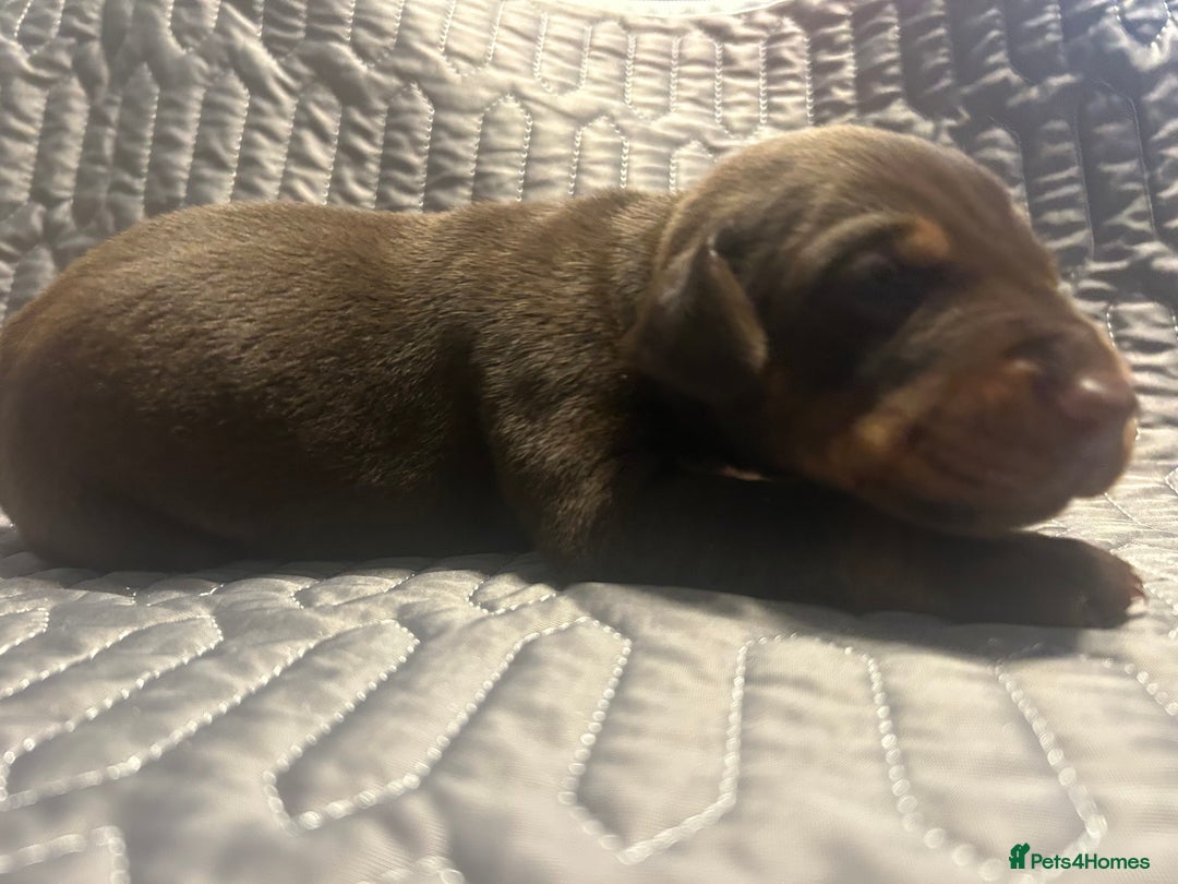 Dobermann dogs for sale: European Dobermans Ready in 2 weeks - Image 5