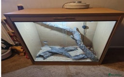 Corn Snake reptiles for sale: FREE corn snake and vivarium! - Advert 2