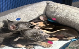 French Bulldog dogs for sale: Beautiful French bulldog puppies  - Image 11