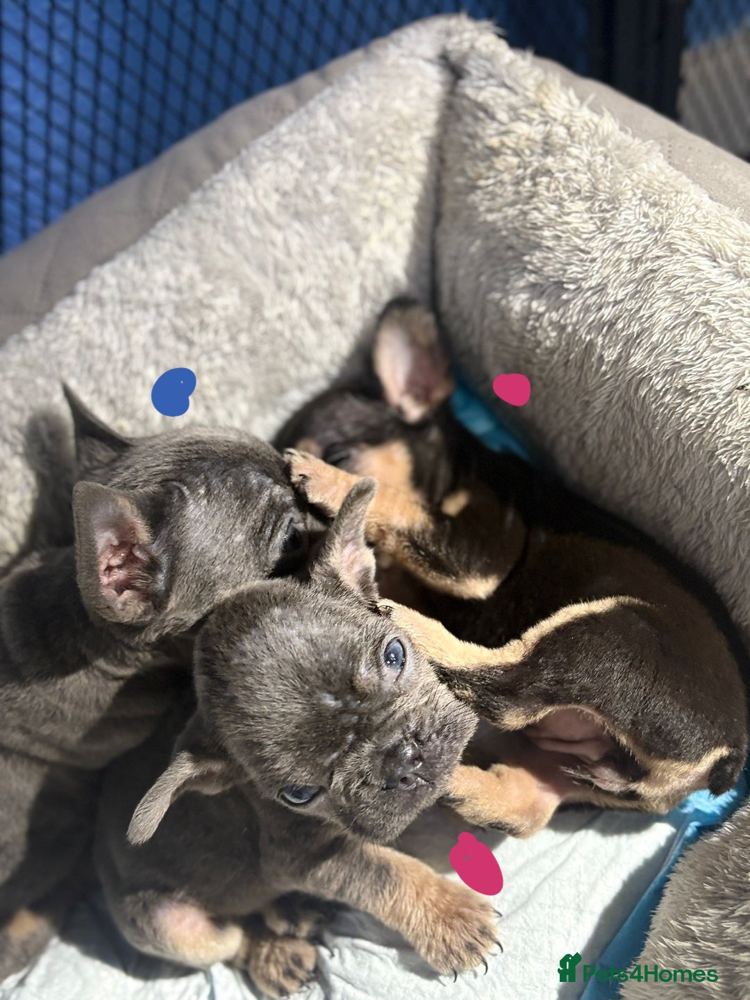 French Bulldog dogs for sale: Beautiful French bulldog puppies  - Image 11