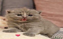 British Shorthair cats for sale: British short hair+Ragdoll  - Image 1