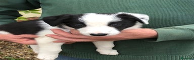 Border Collie Puppy 1