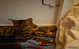 Bengal cats for sale: Bengal X kittens - Image 11