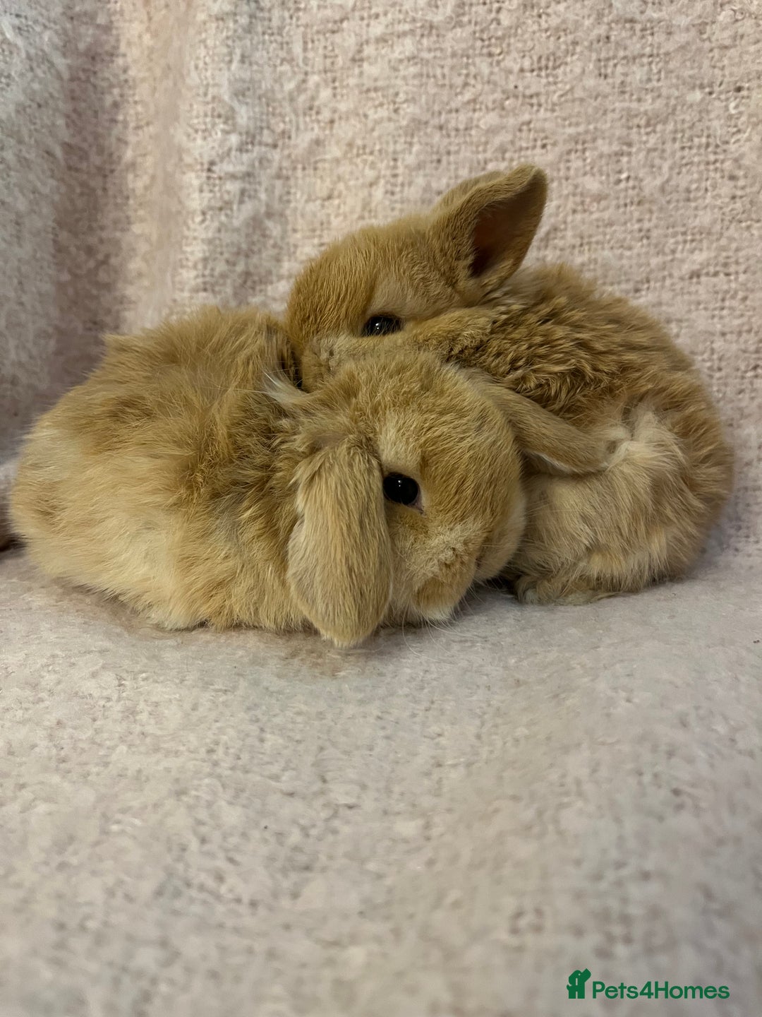 Mini Lop rabbits for sale: Gorgeous mini lops  - Advert 19