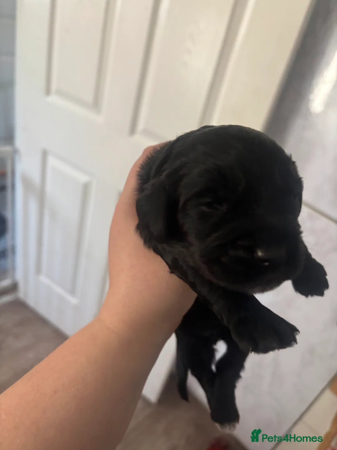 Cockapoo dogs for sale: F2b cockapoo puppies  🌟 - Advert 2