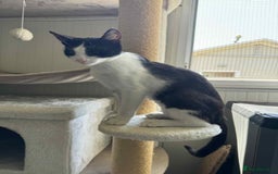 Mixed Breed cats for adoption: Ava. Norwich Norfolk  - Image 5