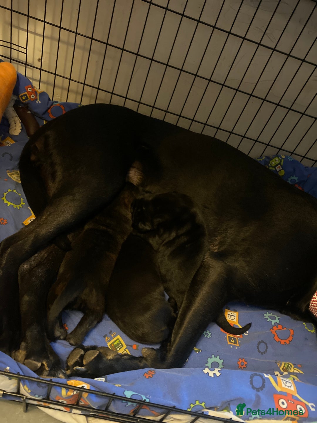 Mixed Breed dogs for sale: Belgian malanious mixed canecorso  - Advert 5