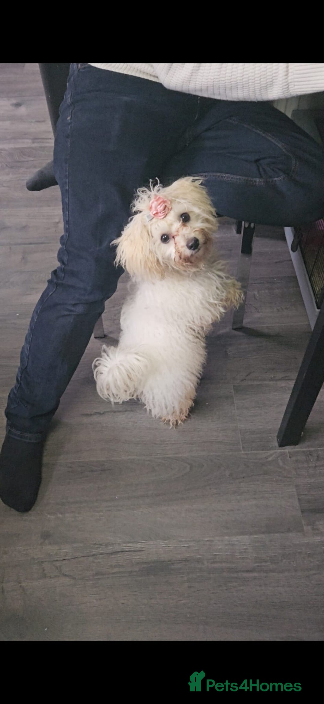 Bolognese dogs for sale: TILLY OUR BICHON BOLOGNESE - Advert 2