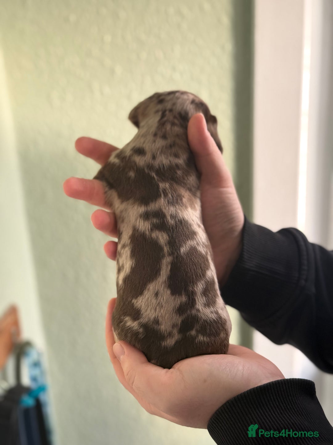 Dachshund dogs for sale: Beautiful standard dachshund puppies ❤️ - Image 20