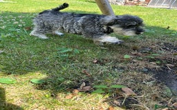 Miniature Schnauzer dogs for sale: KC Mini Schnauzer Pups. Fully jabbed. Last girl in Dudley - Image 19