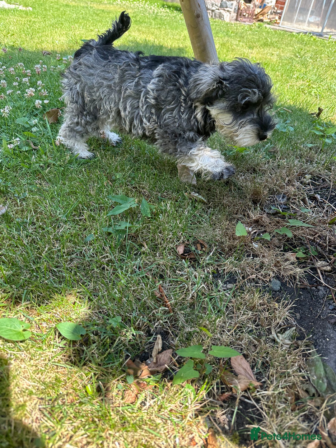 Miniature Schnauzer dogs for sale: KC Mini Schnauzer Pups. Fully jabbed. Last girl in Dudley - Image 19