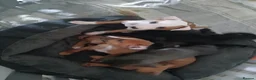 Mixed Breed dogs for sale: Whiggys whippet cross italian greyhound - Advert 2