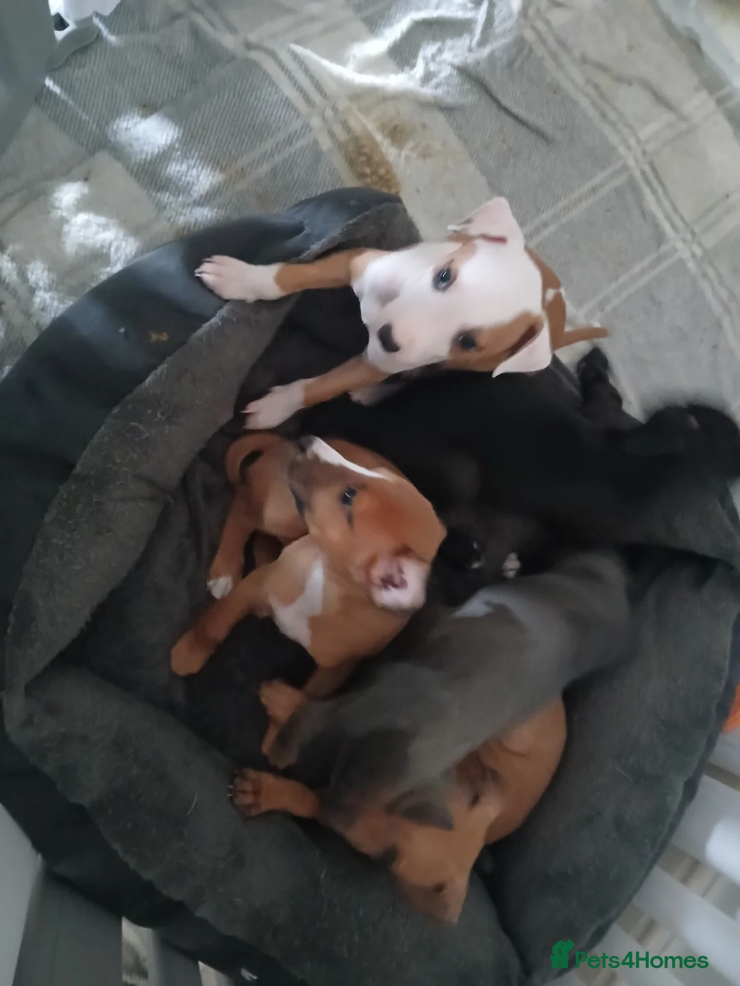 Mixed Breed dogs for sale: Whiggys whippet cross italian greyhound - Advert 2