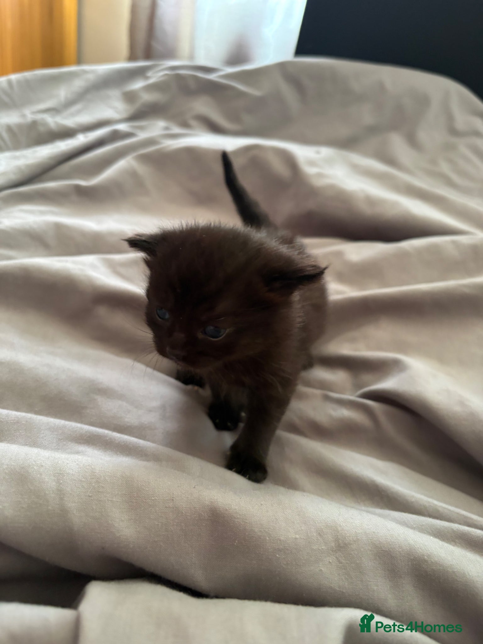 Mixed Breed Kitten 2