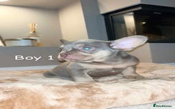 French Bulldog dogs for sale: FRENCH BULLDOG puppies 🐶  - Image 1