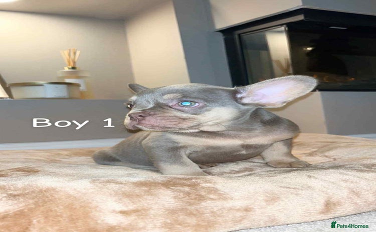 French Bulldog dogs - Advert 12