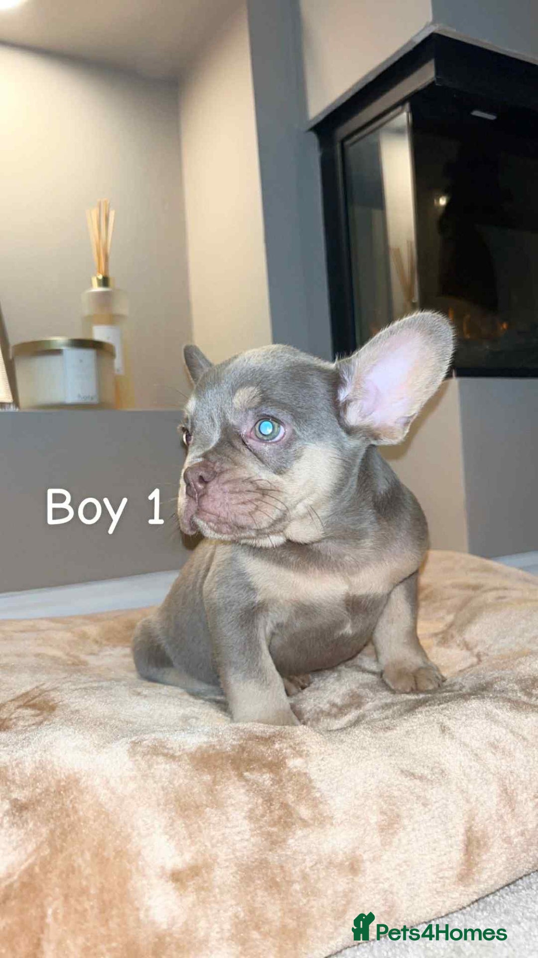 French Bulldog dogs for sale: FRENCH BULLDOG puppies 🐶  - Image 1