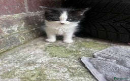 Mixed Breed cats for sale: For sale - Image 5