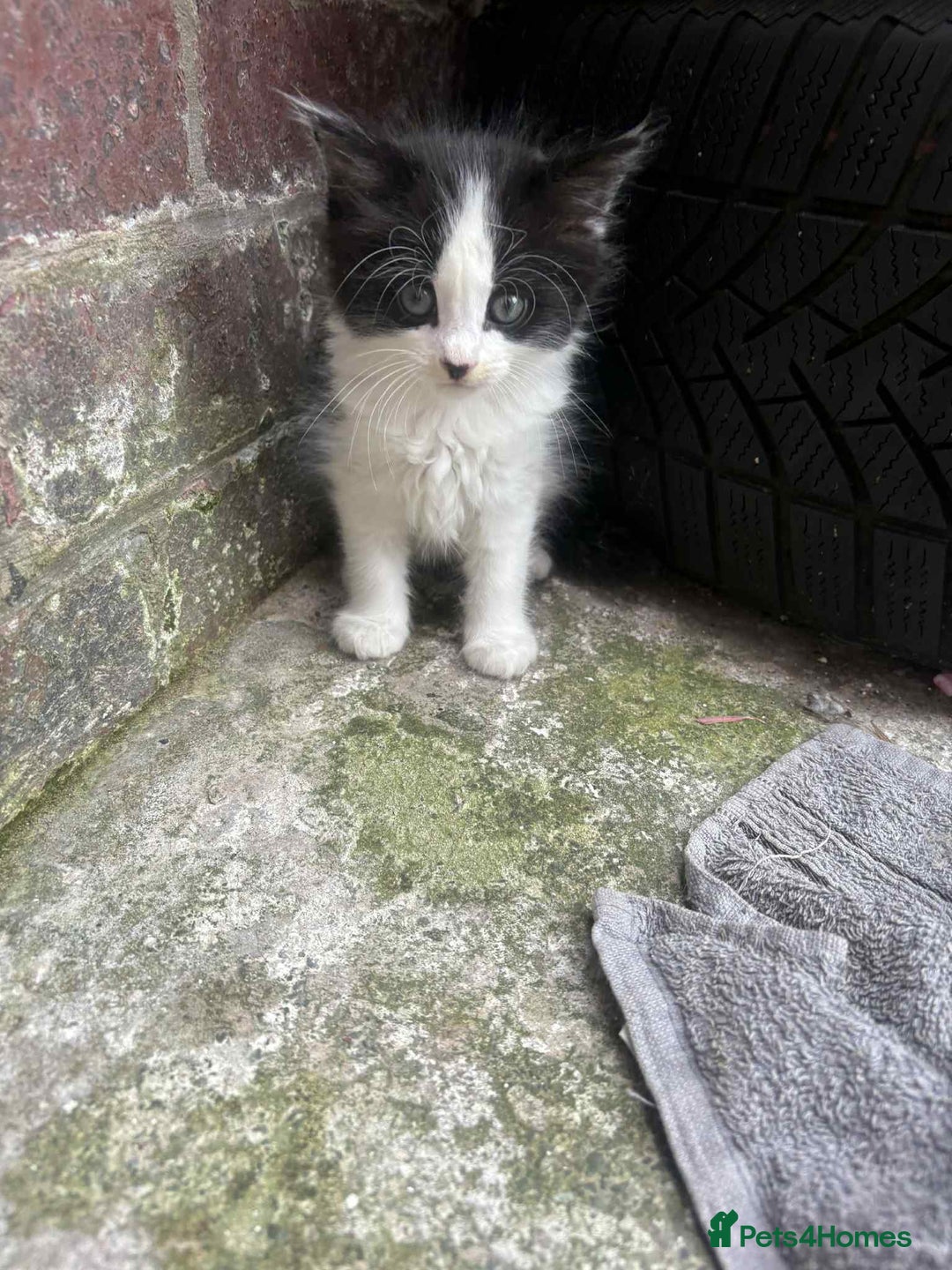 Mixed Breed cats for sale: For sale - Image 5