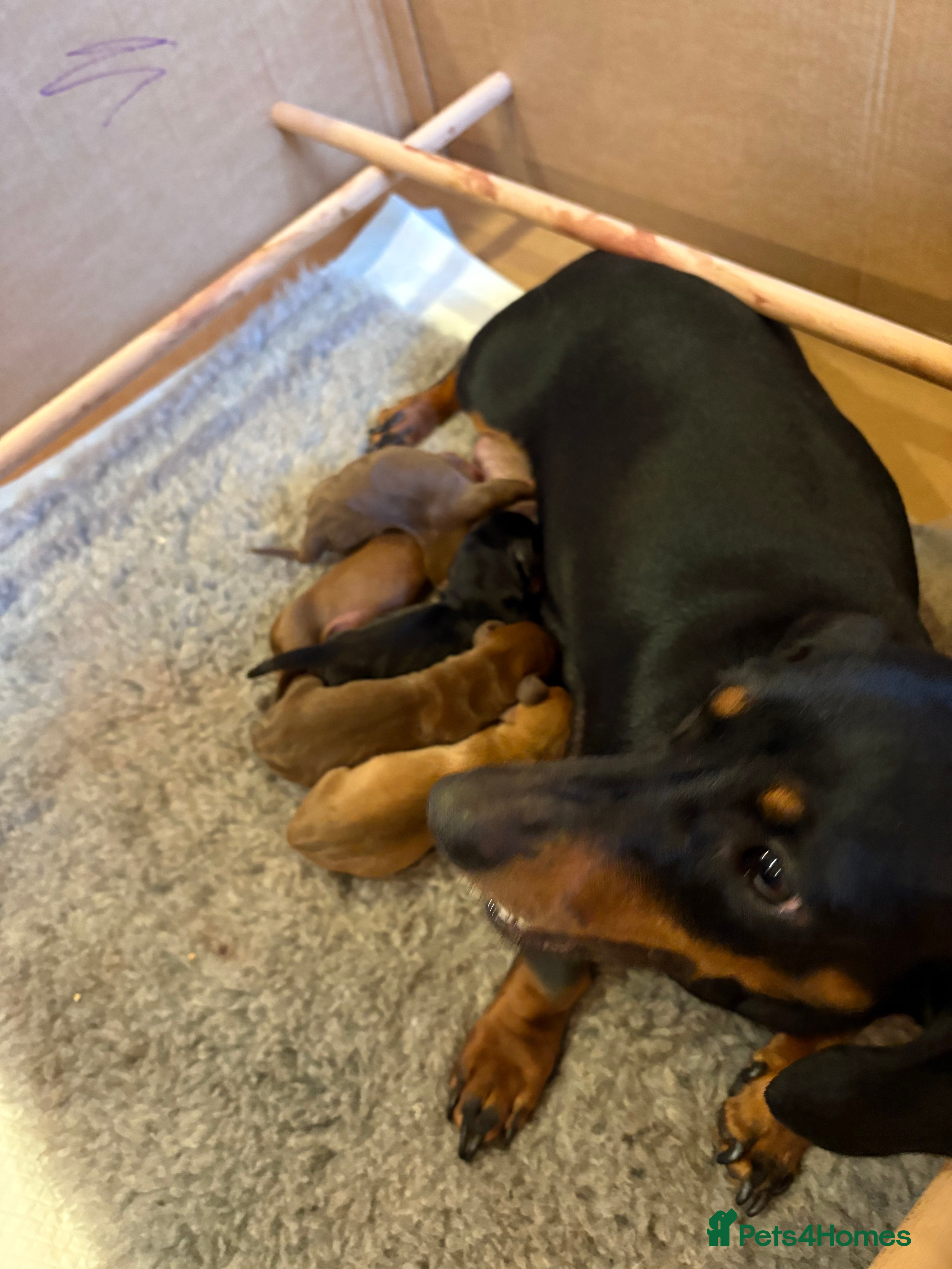 Dachshund dogs Standard dachshund puppies  - Advert 4