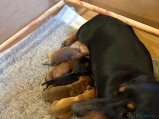 Dachshund dogs Standard dachshund puppies - Advert 1