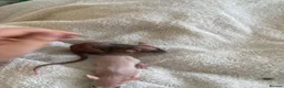 Rat rodents for sale: Dwarf rats - Advert 8