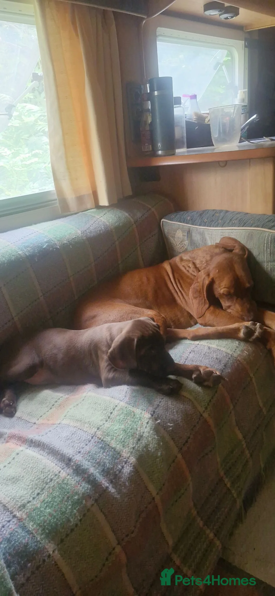 Mixed Breed dogs for sale: Viszla x German shorthaired pointer  in Crickhowell - Advert 2